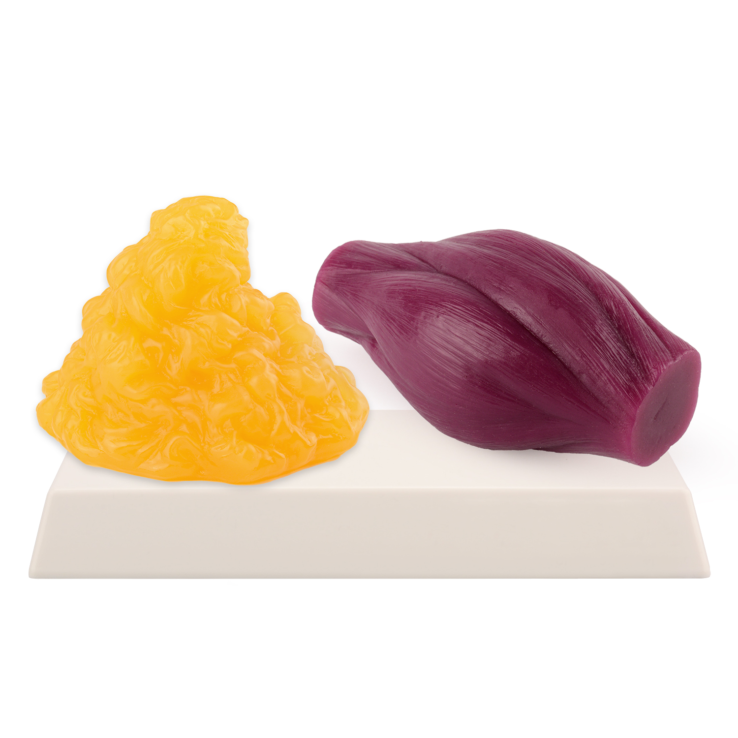1lb Fat Replica & Muscle to Ke - Nutrition And Fitness บทวิจารณ์และราคา