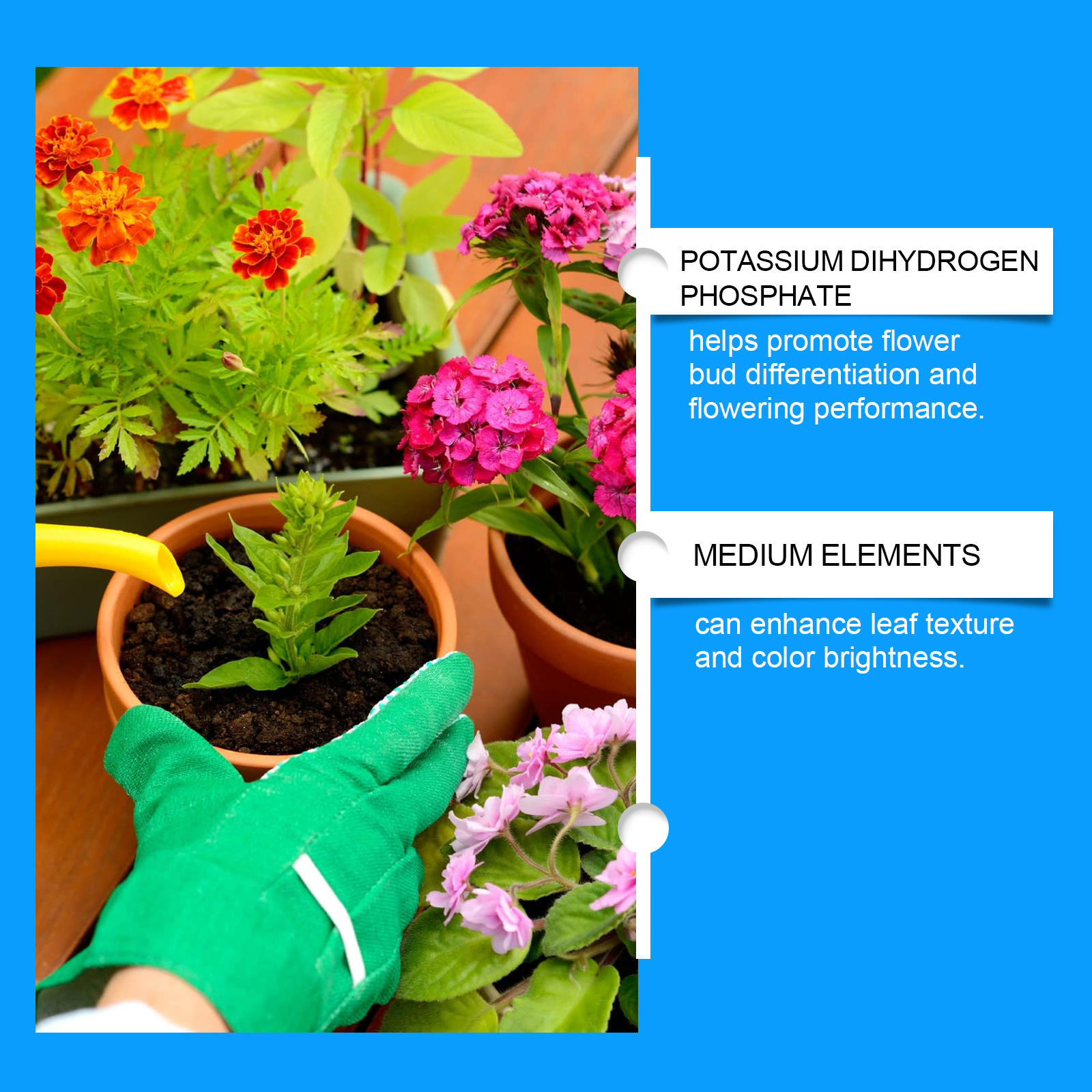 Flower Nutrient Solution Liqui - Nutrition & Fitness Hub Photos บทวิจารณ์และราคา